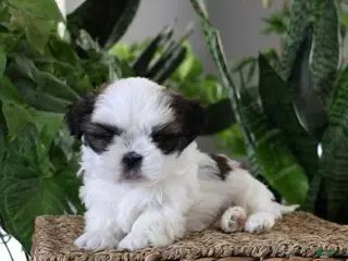 Shih Tzu dogs Jillian - Ad 26
