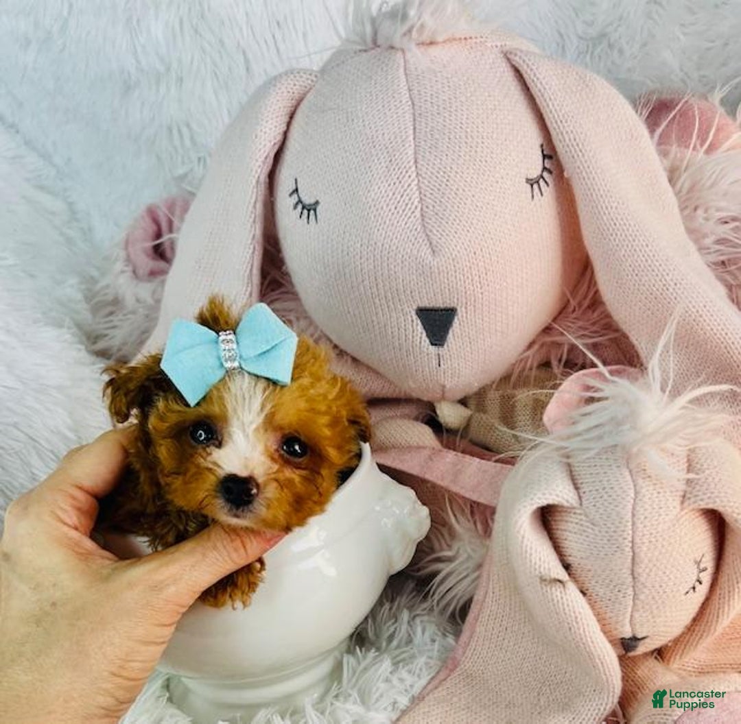 Toy Poodle dogs for sale: Toy Poodle Puppy 3 - Ad 2