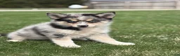 Pomsky dogs for sale: Dean - Ad 4
