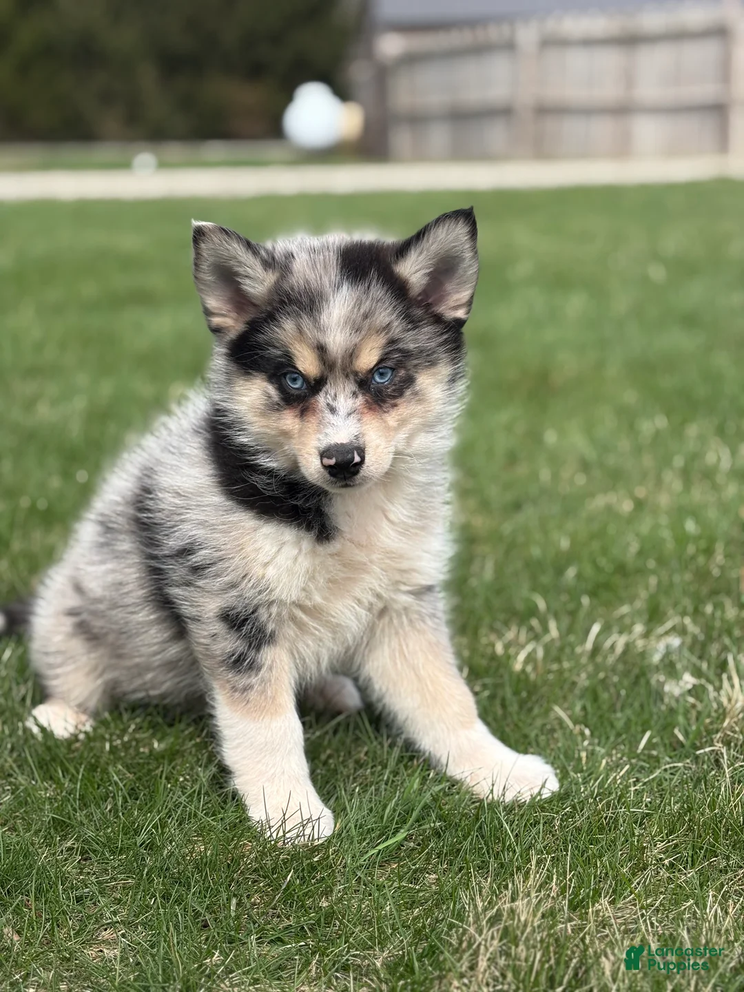 Pomsky dogs for sale: Dean - Ad 4