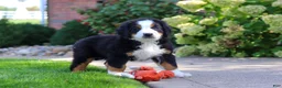 Bernese Mountain Dog dogs for sale: Milo - Ad 7