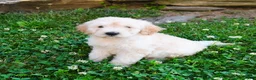 Mini Goldendoodle dogs for sale: Kevin - Ad 3