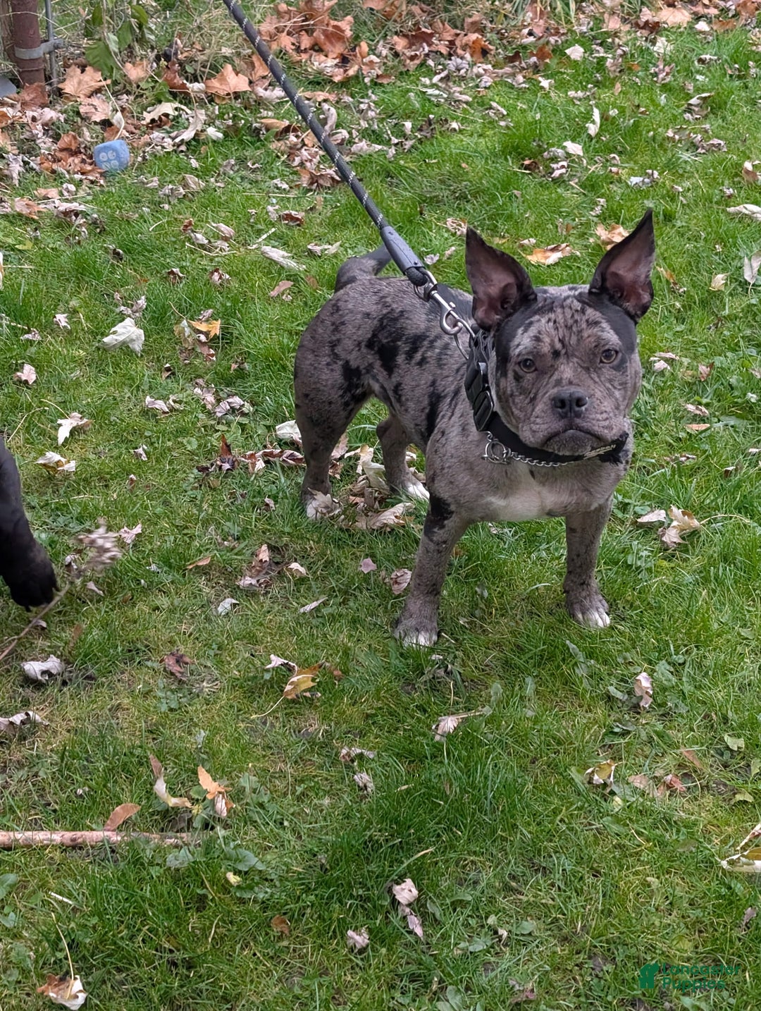 American Bully dogs for sale: Dior - Ad 6