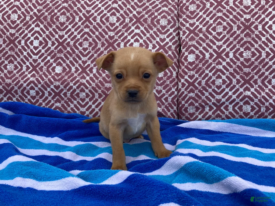 Chihuahua dogs for sale: Quincy - Ad 1