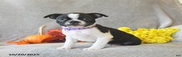 Boston Terrier dogs for sale: Lexie - Ad 4