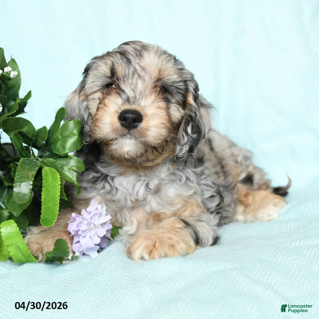 Cavapoo dogs for sale: Edgar - Ad 5