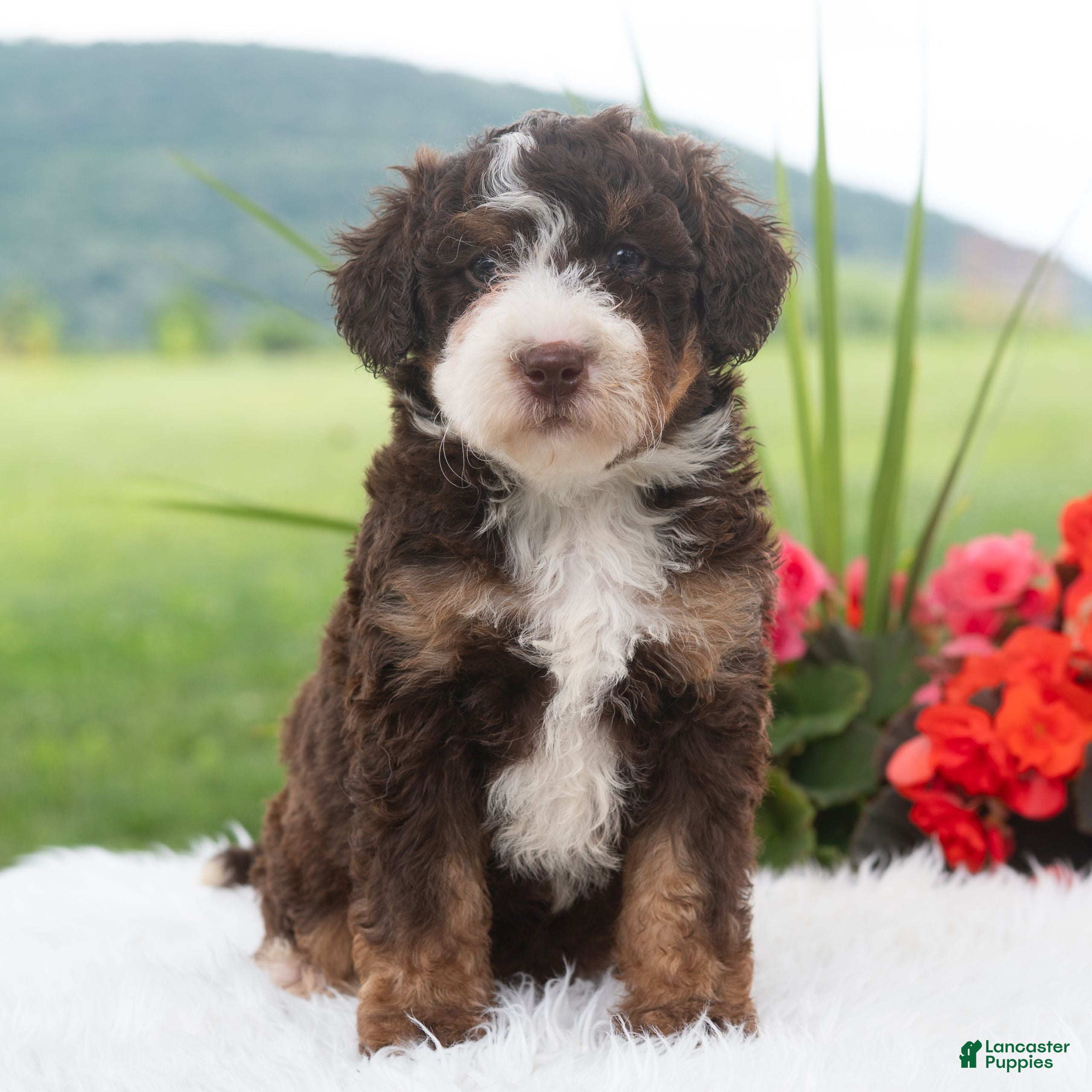 Mini Bernedoodle dogs Raina  - Ad 2