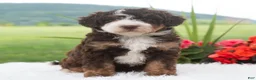 Mini Bernedoodle dogs for sale: Raina  - Ad 2