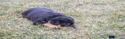 Rottweiler dogs for sale: Fern - Ad 7
