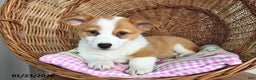 Welsh Corgi Pembroke dogs for sale: Rosy - Ad 2