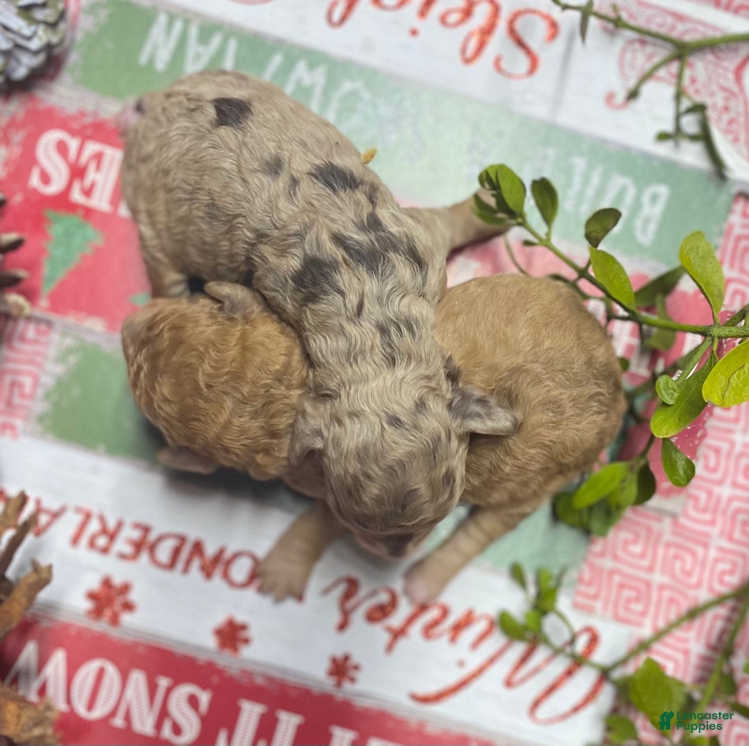 Cockapoo dogs for sale: Cockapoo Puppy 7 - Ad 2