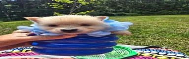 Pomeranian Puppy 3