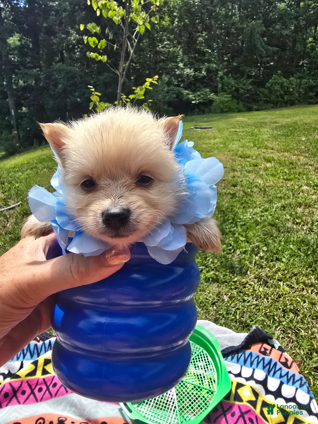 Pomeranian dogs for sale: Pomeranian Puppy 3 - Ad 1