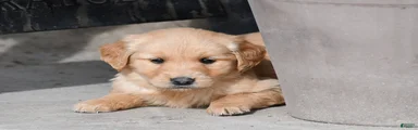 Remington, Golden Retriever 2