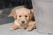 Remington, Golden Retriever 2