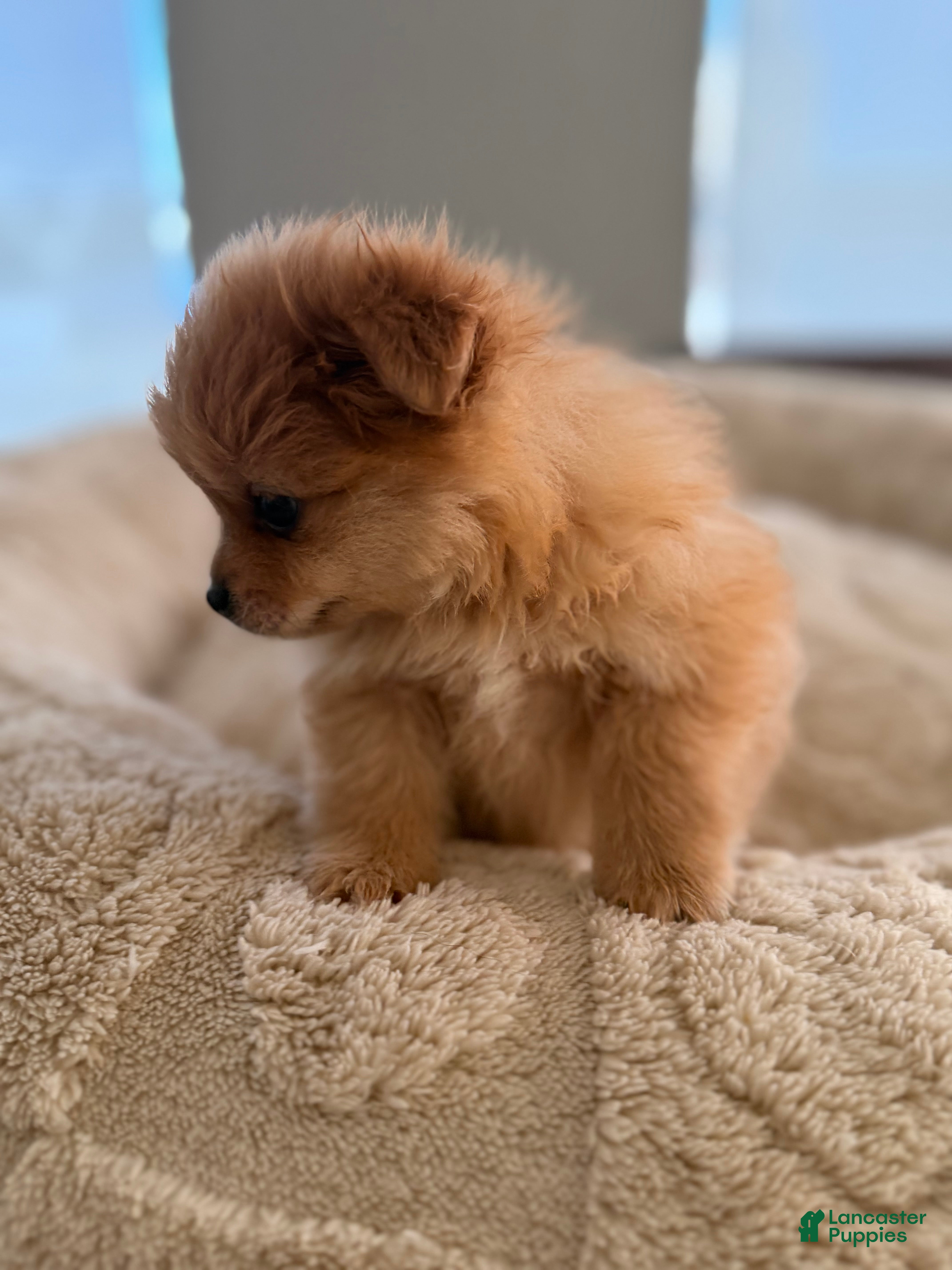 Pomeranian dogs for sale: Pooh - Ad 2