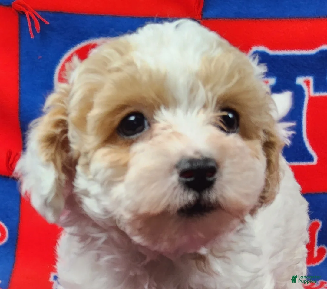 Yorkiepoo dogs for sale: Frosty Bandit - Ad 2