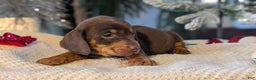 Miniature Dachshund dogs for sale: Finn - Ad 4