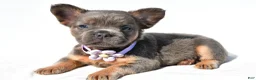 French Bulldog dogs for sale: Piper - Ad 3