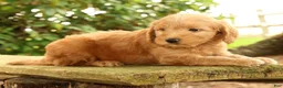 Mini Goldendoodle dogs for sale: Molly - Ad 4