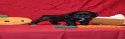 Cocker Spaniel dogs for sale: Julia - Ad 2