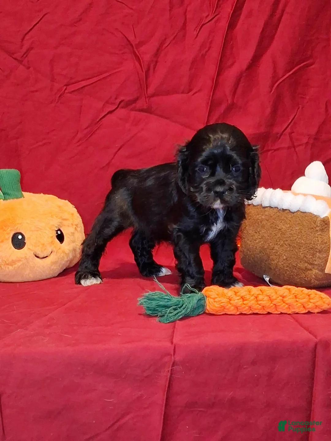 Cocker Spaniel dogs for sale: Julia - Ad 2