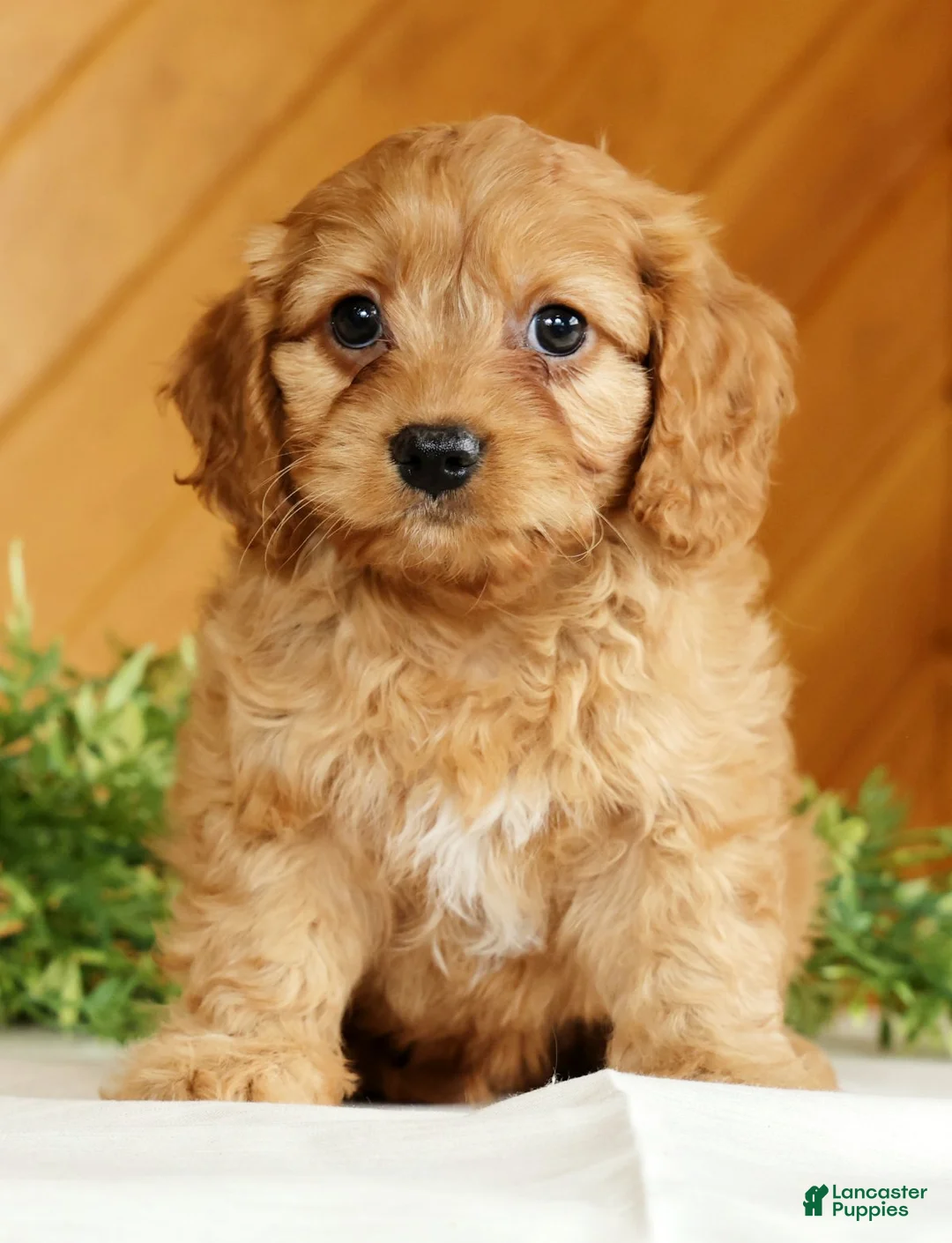 Cavapoo dogs for sale: Maverick - Ad 2
