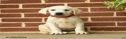 Labrador Retriever dogs for sale: Dianne - Ad 1