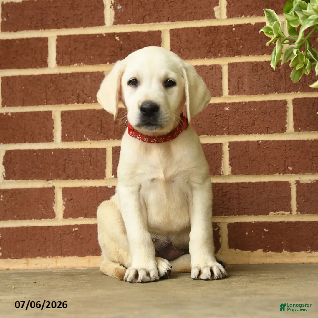 Labrador Retriever dogs for sale: Dianne - Ad 1