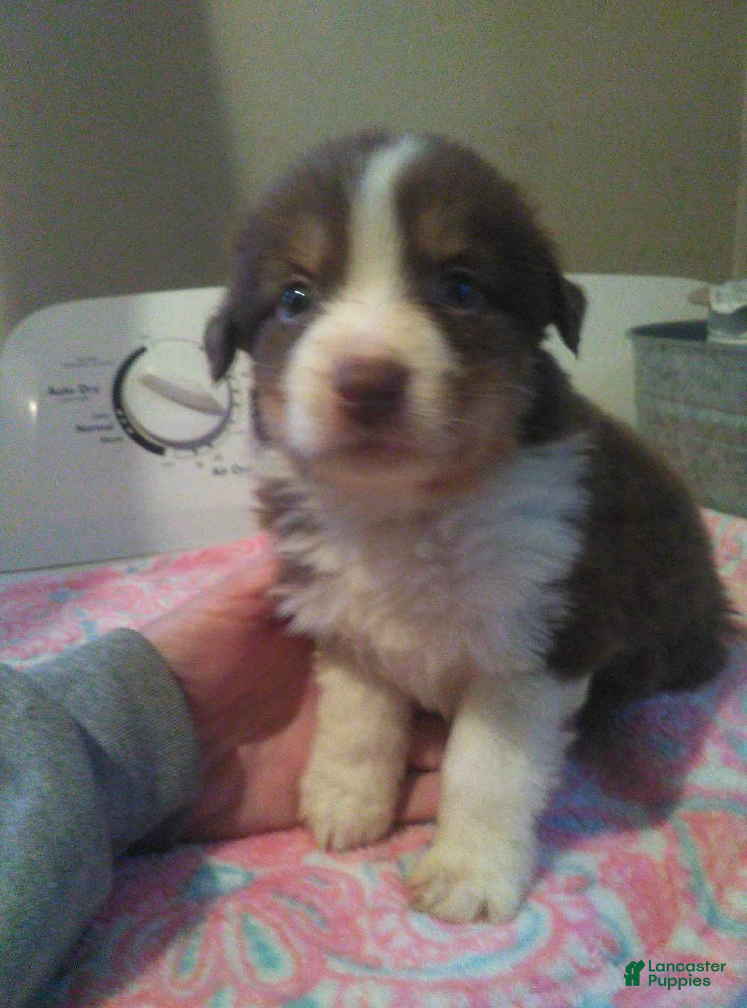 Miniature Australian Shepherd dogs for sale: faith - Ad 1