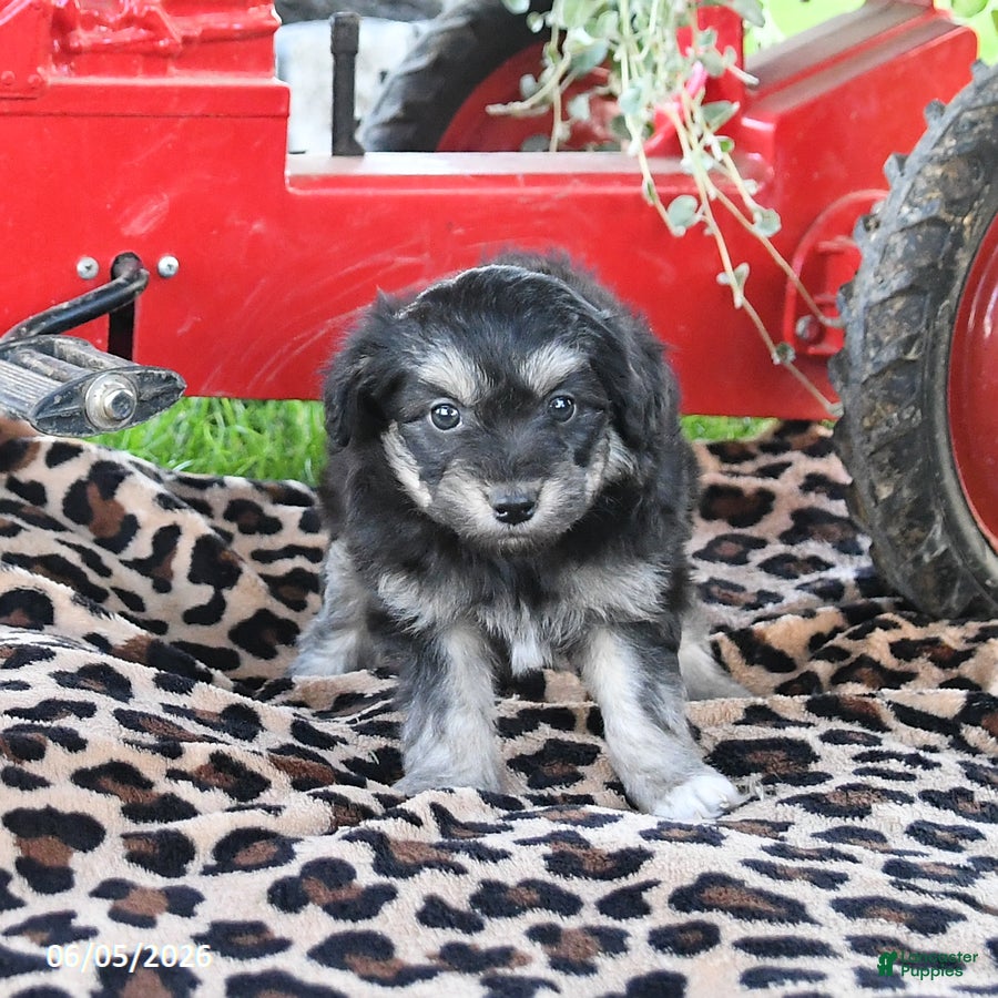 Pomapoo dogs Opal - Ad 2