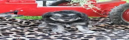 Pomapoo dogs for sale: Opal - Ad 2