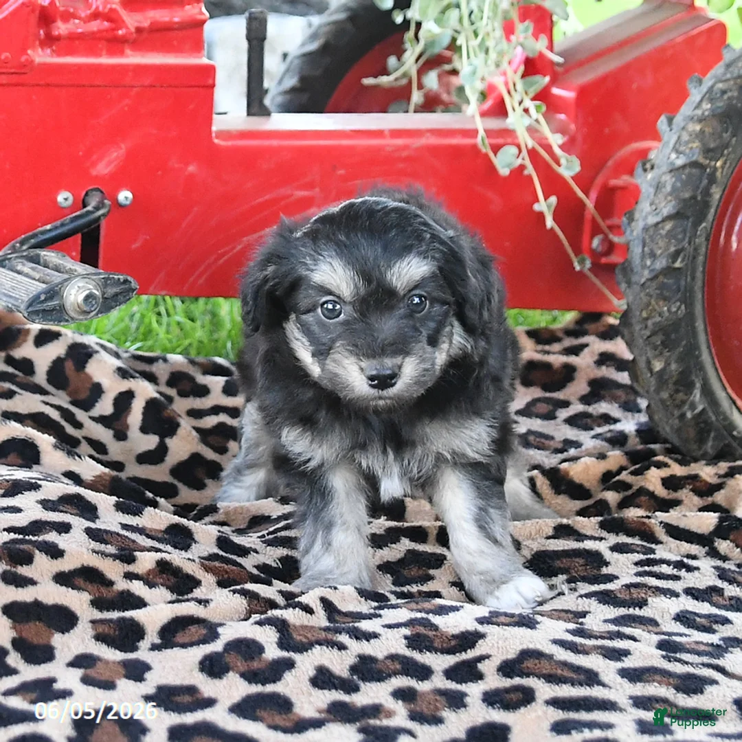 Pomapoo dogs for sale: Opal - Ad 2
