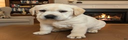 Labrador Retriever dogs for sale: Lance - Ad 5