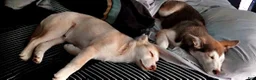 Gerberian Shepsky dogs for sale: Sadie - Ad 3