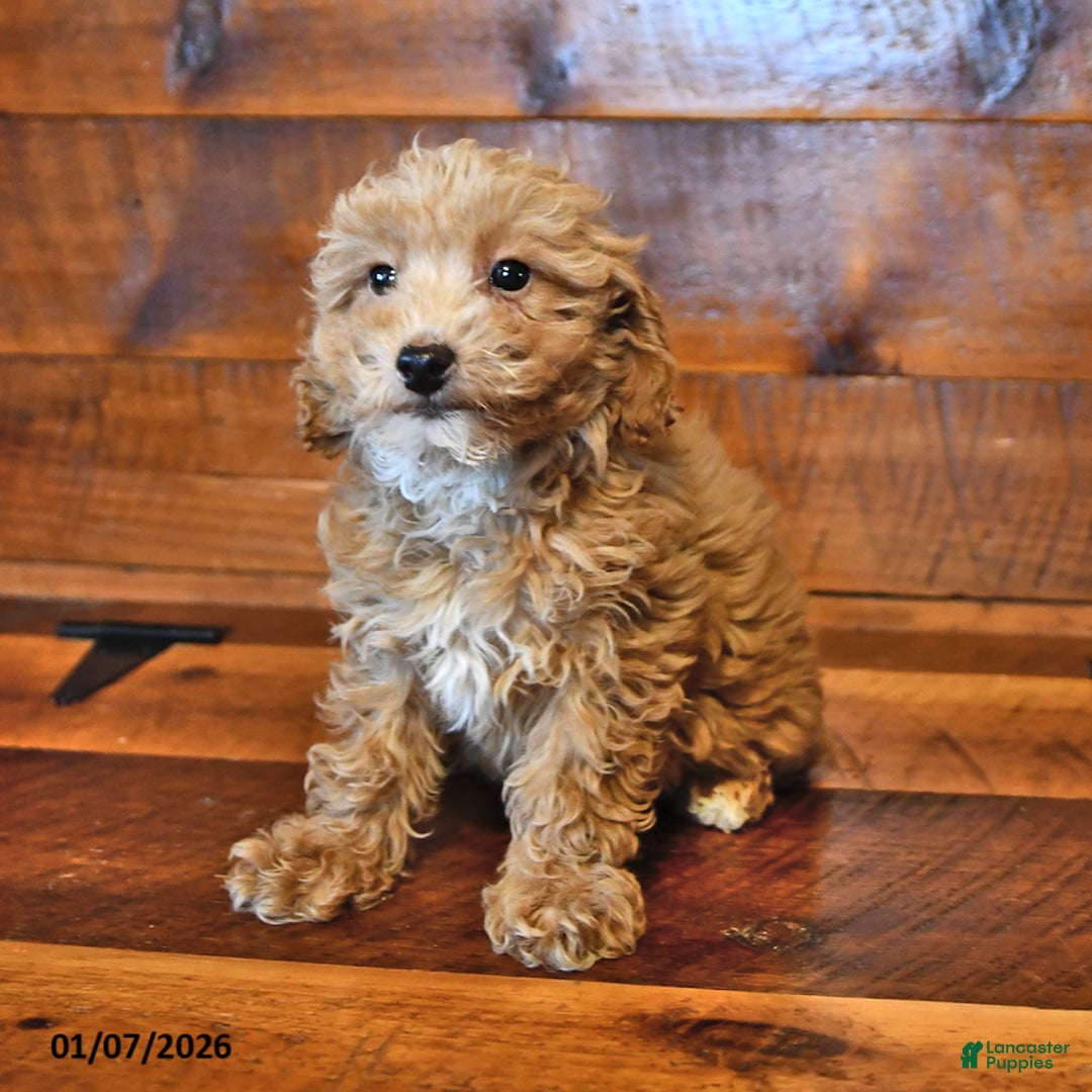 Miniature Poodle dogs for sale: Peanut  - Ad 2