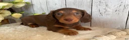 Miniature Dachshund dogs for sale: Cora - Ad 6