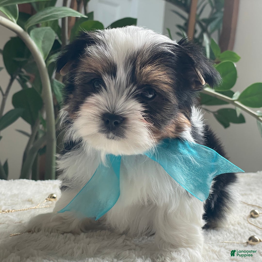 Biewer Terrier dogs for sale: Teddy - Ad 5