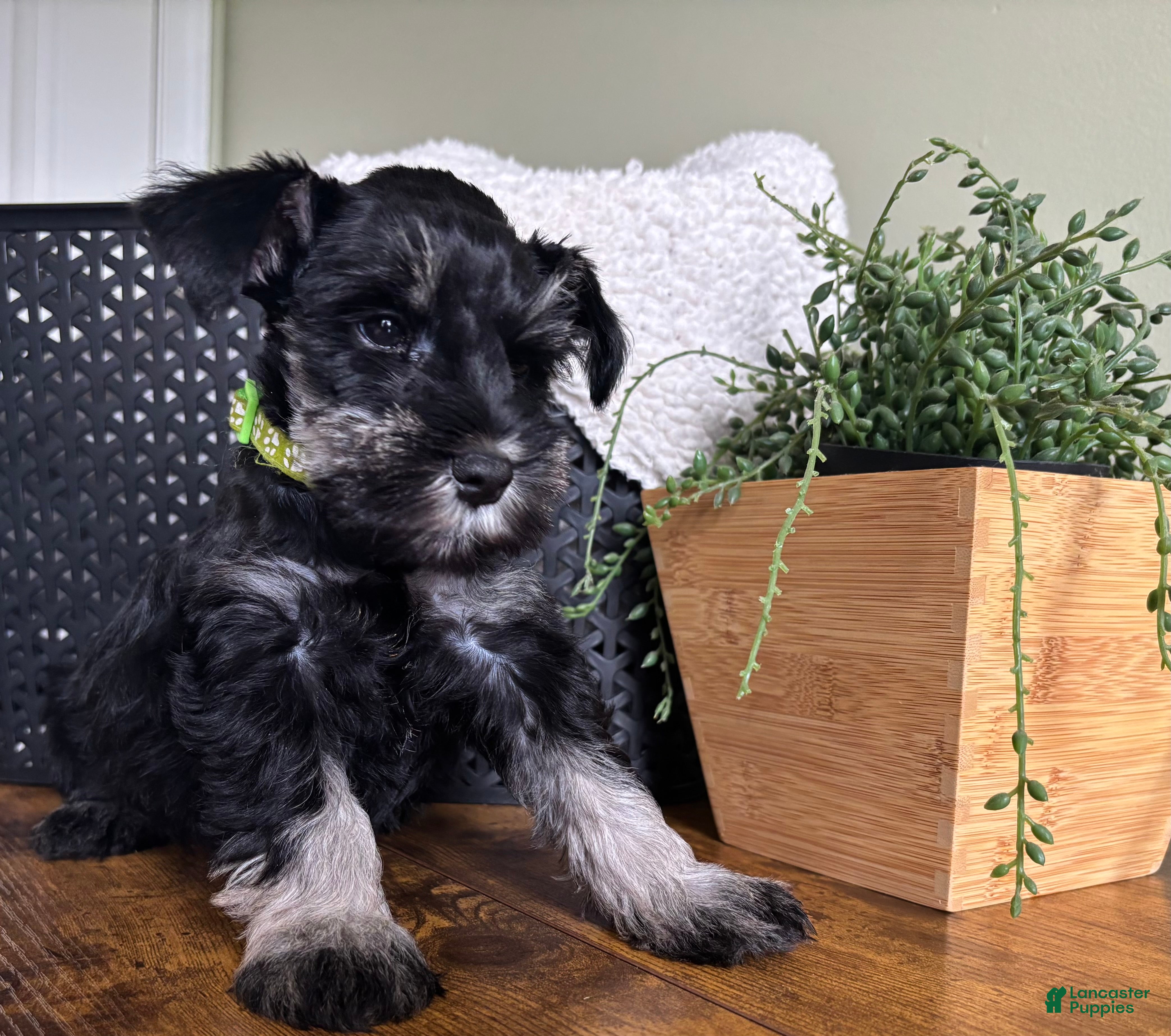Miniature Schnauzer dogs Diesel - Ad 2