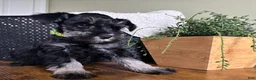 Miniature Schnauzer dogs for sale: Diesel - Ad 2