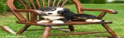 Bernese Mountain Dog dogs for sale: Lottie - Ad 3