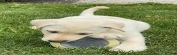 Mixed Breed dogs for sale: Mixed Breed 5 - Ad 2