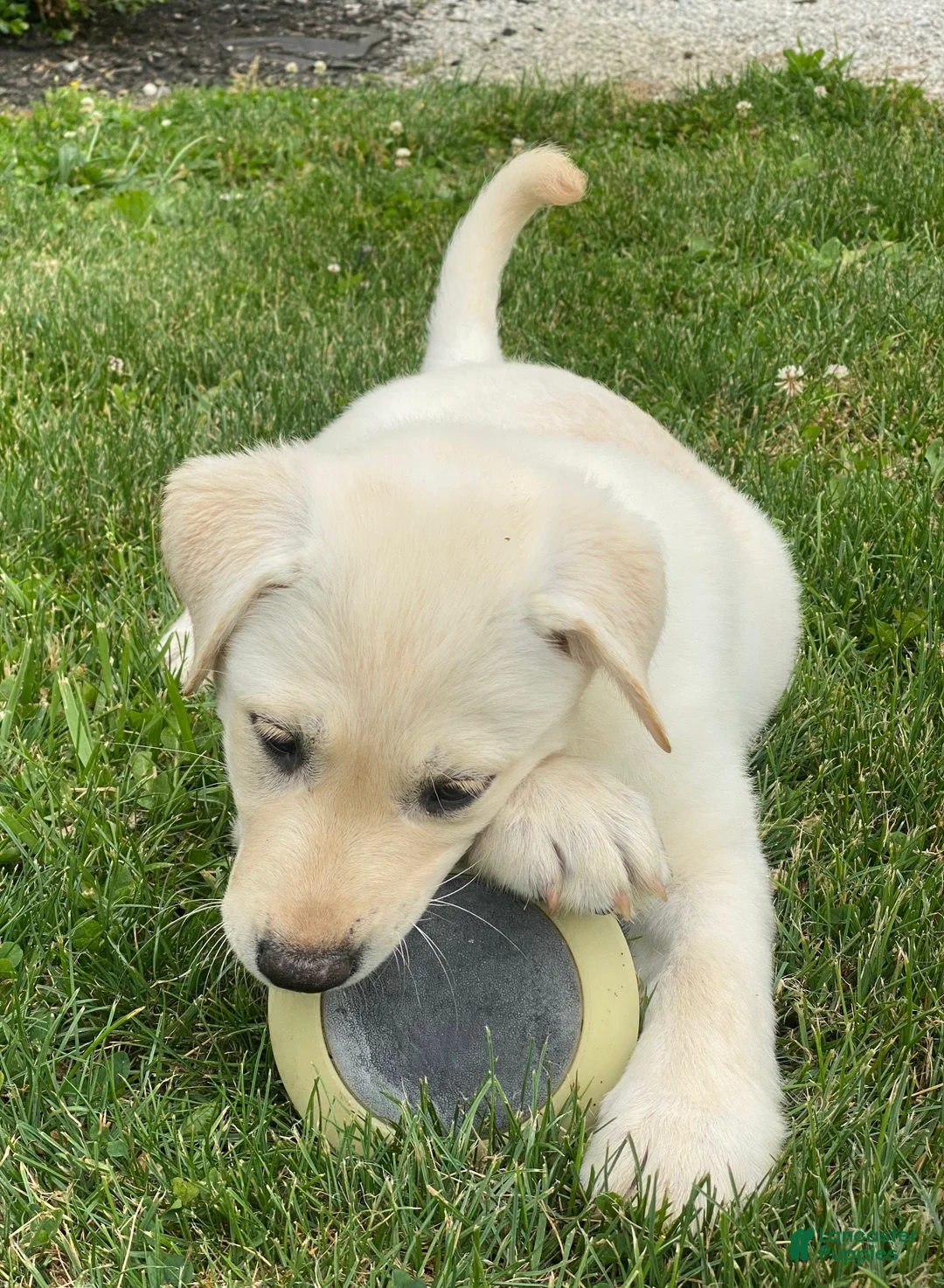 Mixed Breed dogs for sale: Mixed Breed 5 - Ad 2