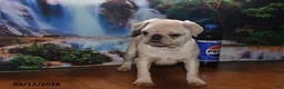 Pug dogs for sale: Sweetheart - Ad 5