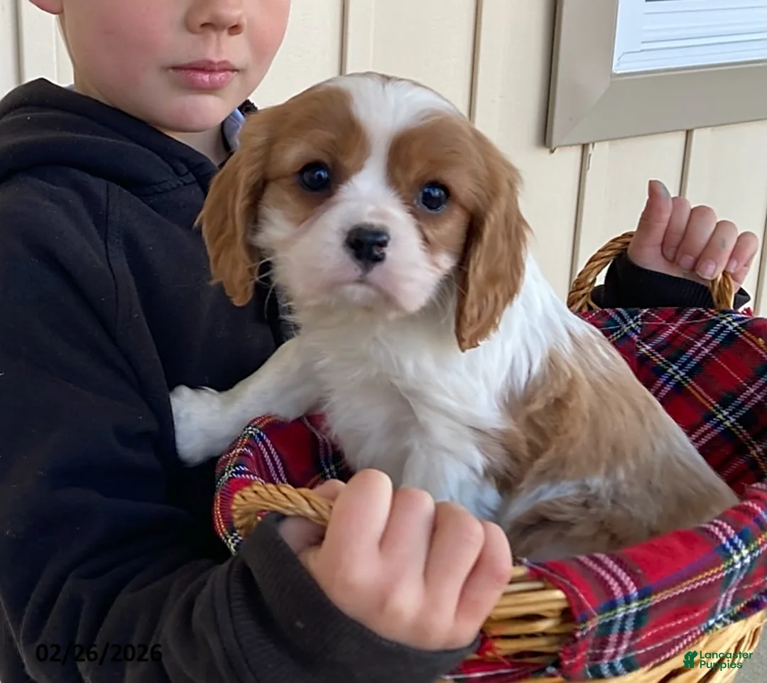 Cavalier King Charles Spaniel dogs for sale: Moonlight - Ad 1