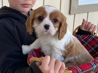 Cavalier King Charles Spaniel dogs for sale: Moonlight - Ad 3
