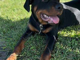 Rottweiler dogs Loki - Ad 12