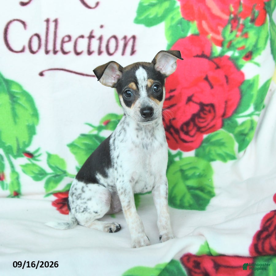 Mixed Breed dogs Hickory - Ad 2