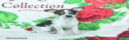 Mixed Breed dogs for sale: Hickory - Ad 2