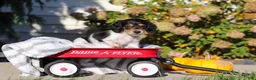 Dachshund dogs for sale: Lucy - Ad 7